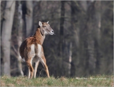 <p>MUFLON (Ovis musimon) Šluknovsko - Harta /Mouflon - Mufflon/ </p>